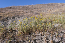 Hall’s tarweed (Deinandra halliana) habitat. Vicinity of Parkfield (San Luis Obispo County, CA). Barren alkaline clay soil on a south-facing slope. Associated with California macrophylla. March 28, 2013, Copyright © 2015 Chris Winchell. Hall’s tarweed (Deinandra halliana) habitat. Vicinity of Parkfield (San Luis Obispo County, CA). Barren alkaline clay soil on a south-facing slope. Associated with California macrophylla. March 28, 2013, Copyright © 2015 Chris Winchell.